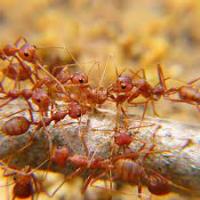 Ant Control Dunlop image 1